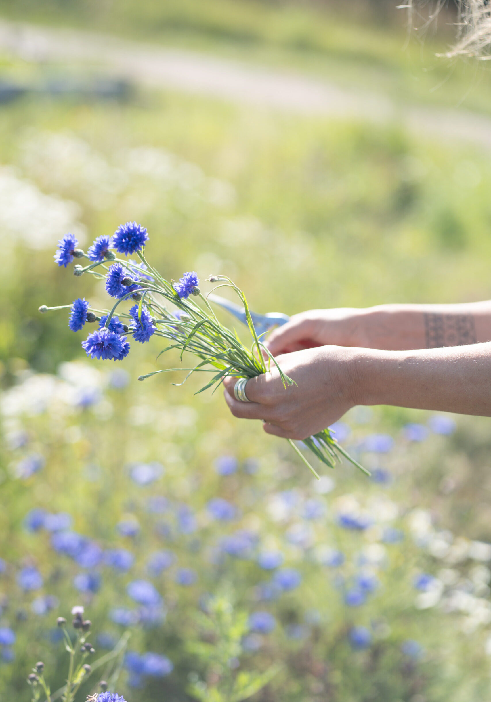 Cornflowers Cornflowers