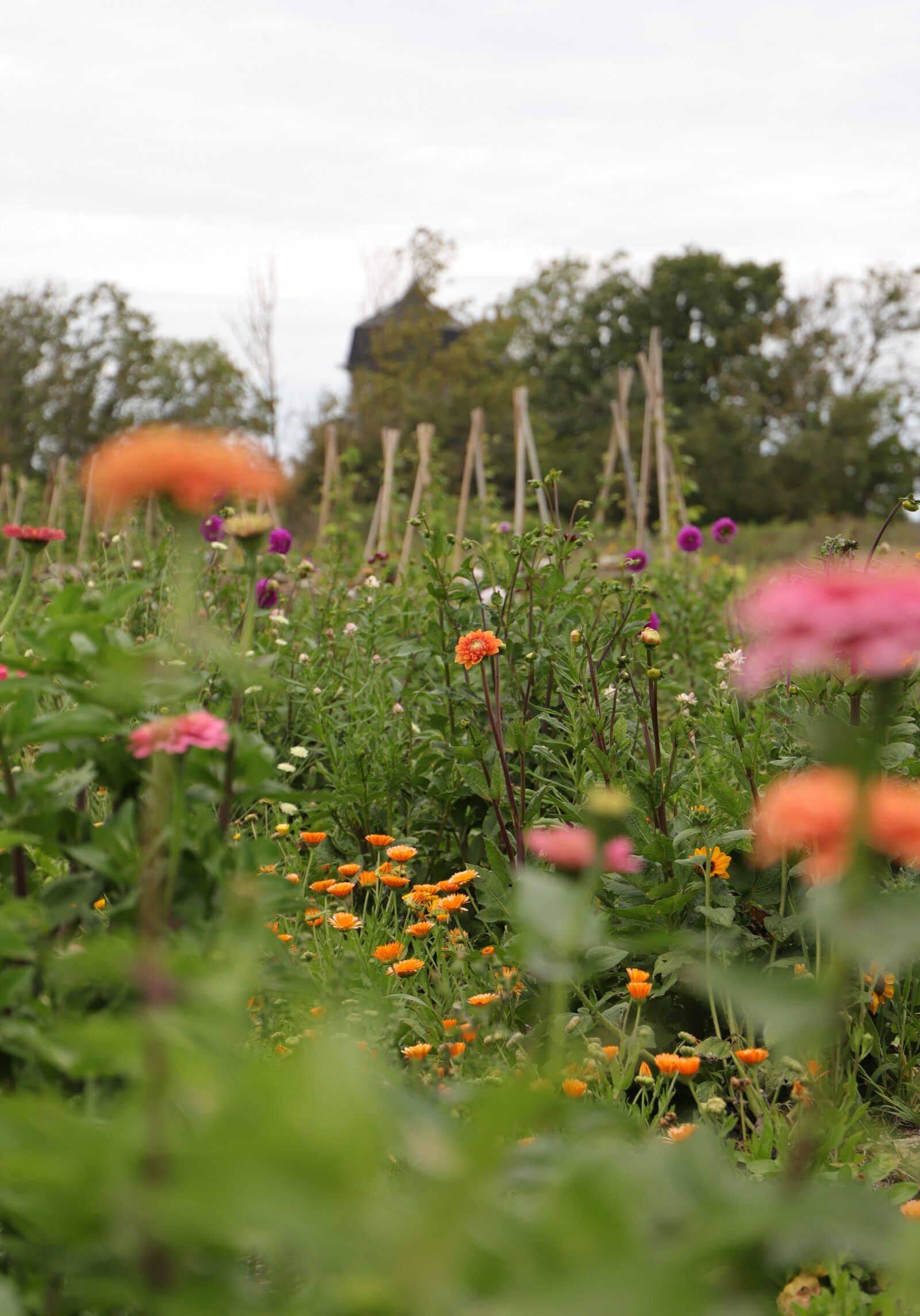 Flower field and mill Flower field and mill